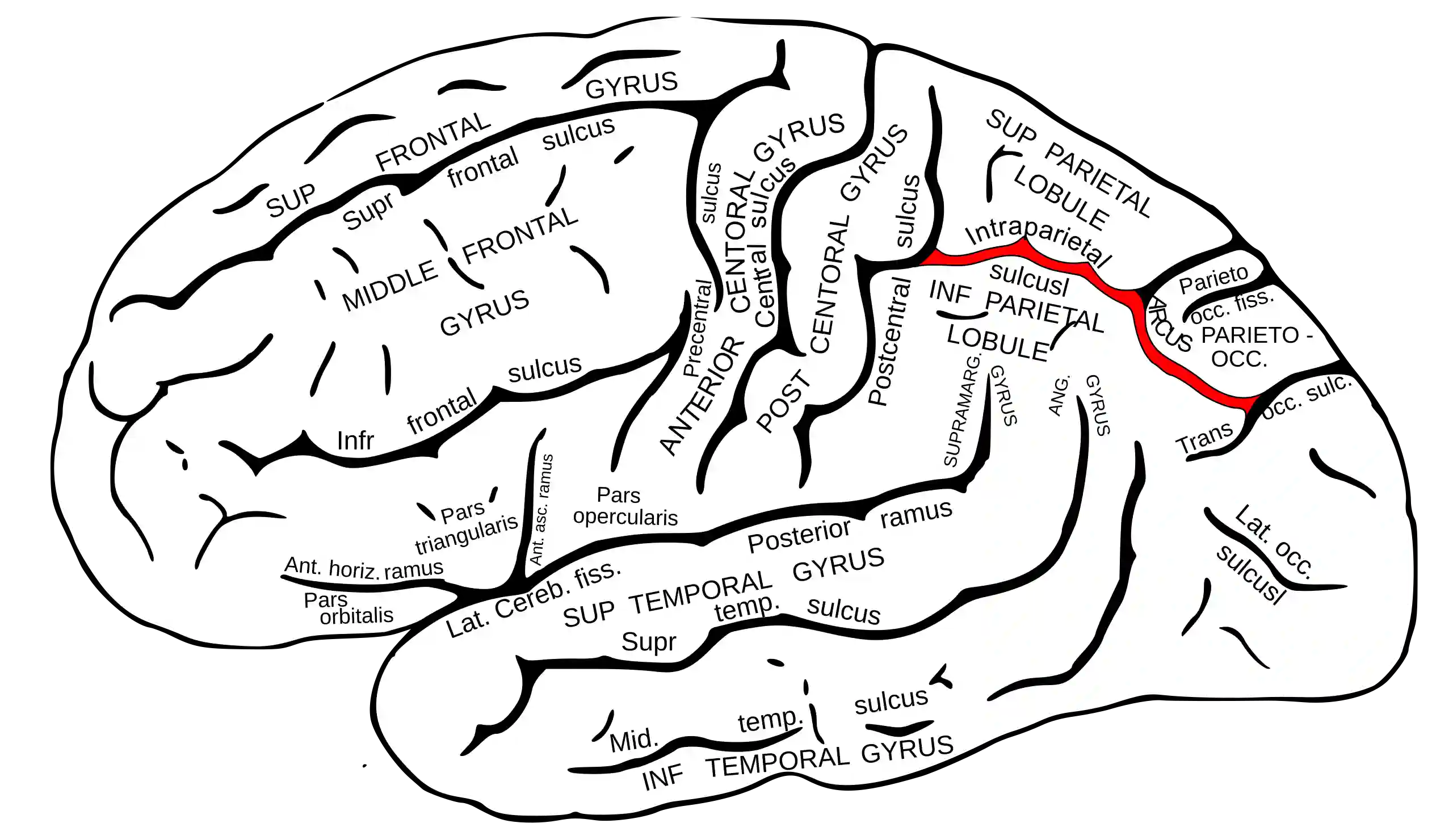 Sulcus intraparietalis