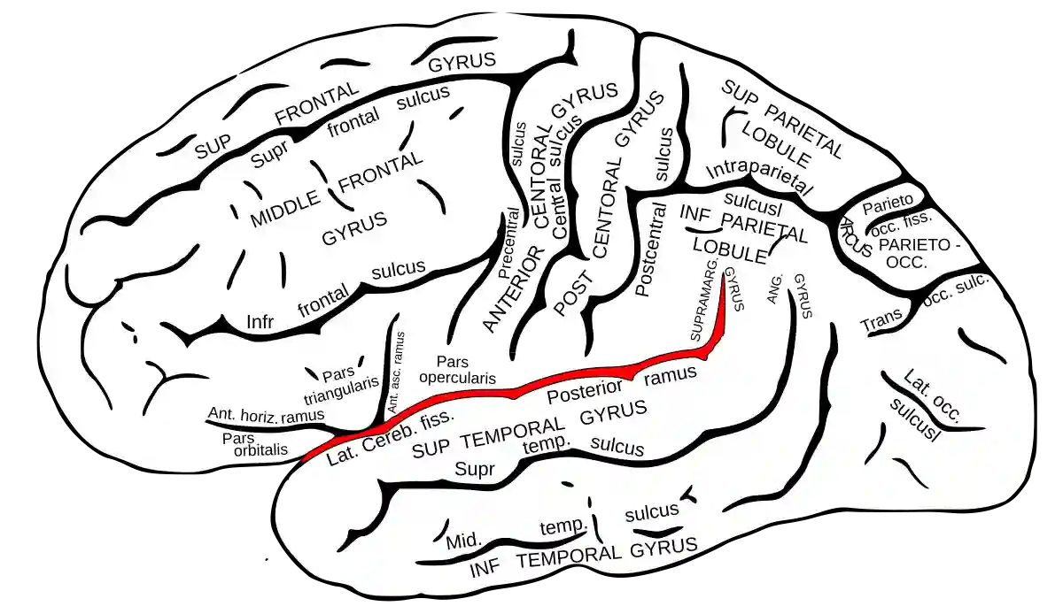 Sulcus lateralis