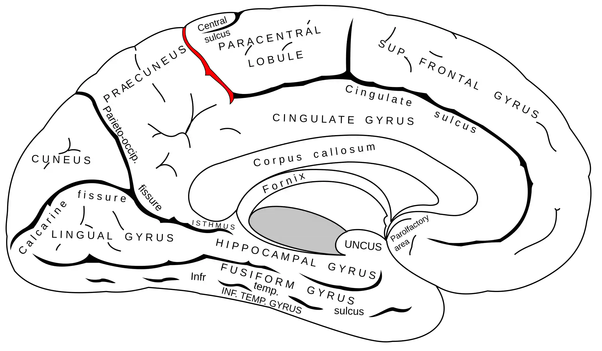 Sulcus marginalis