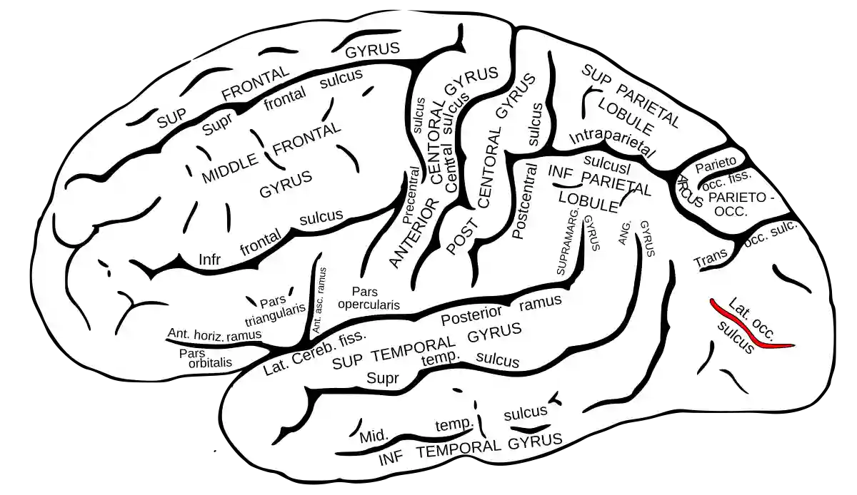 Sulcus occipitalis lateralis