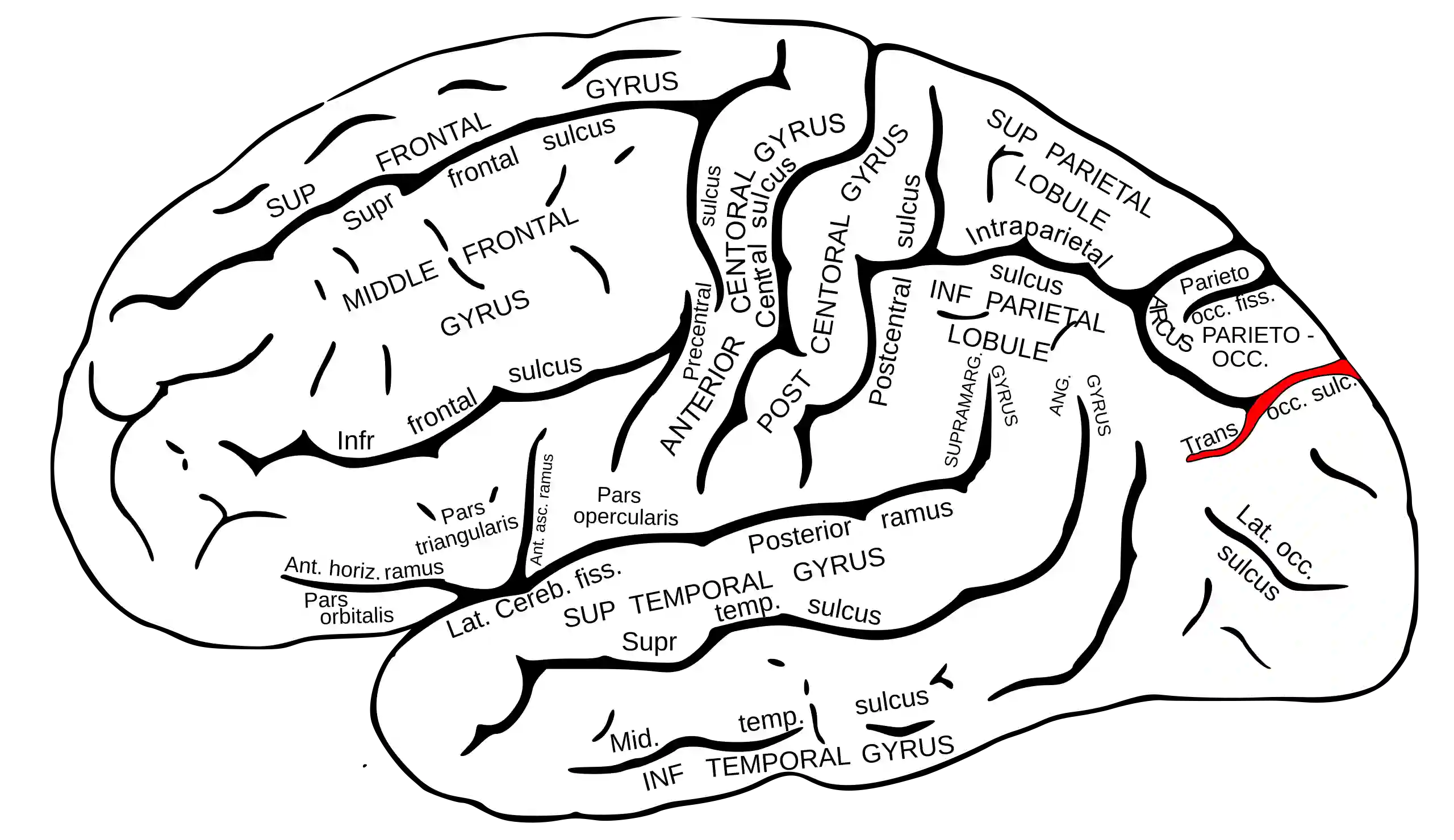 Sulcus occipitalis transversus
