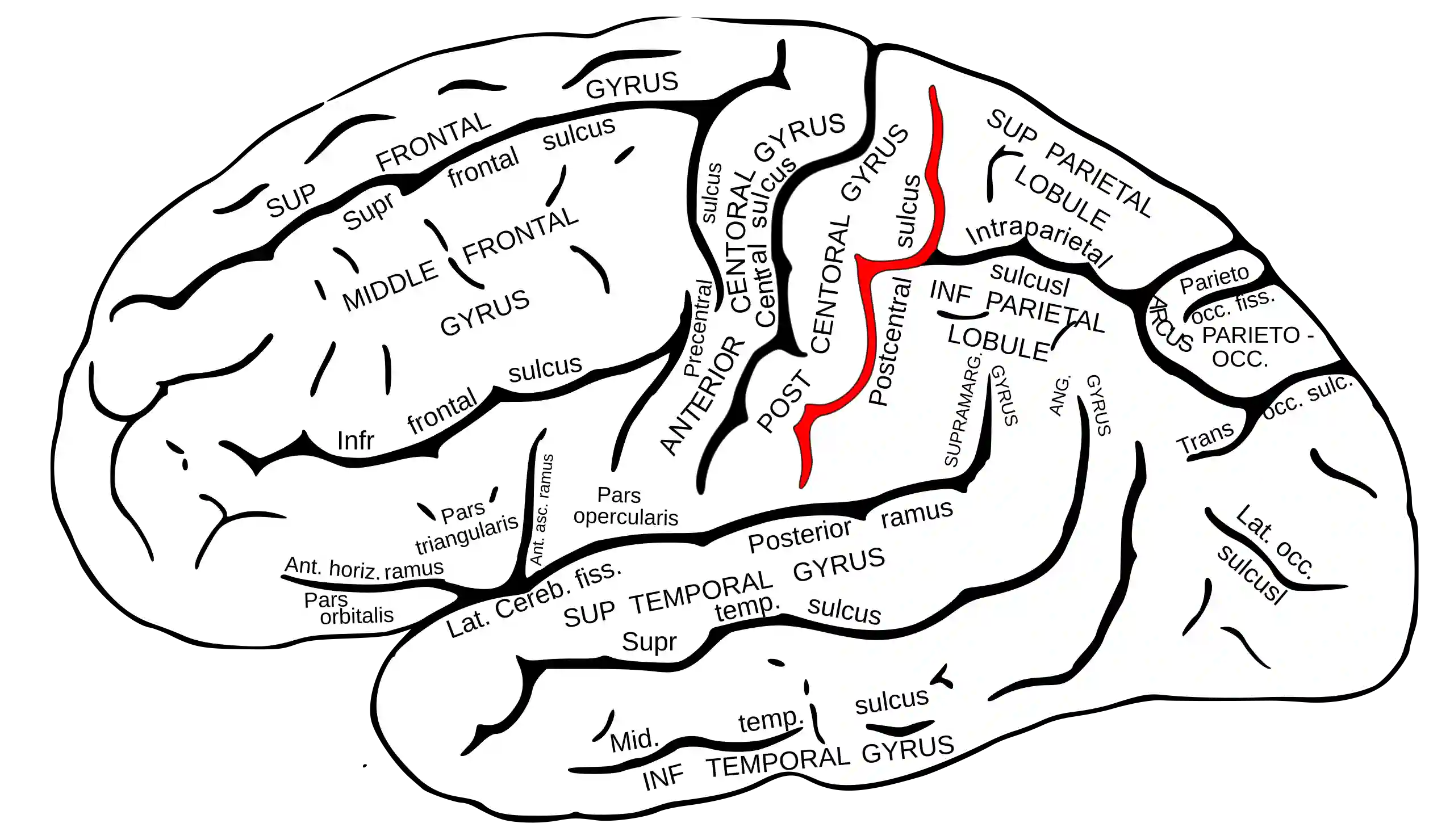 Sulcus postcentralis