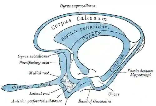 Figure 732 Grays Anatomy