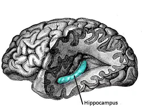 Abbildung Hippocampus