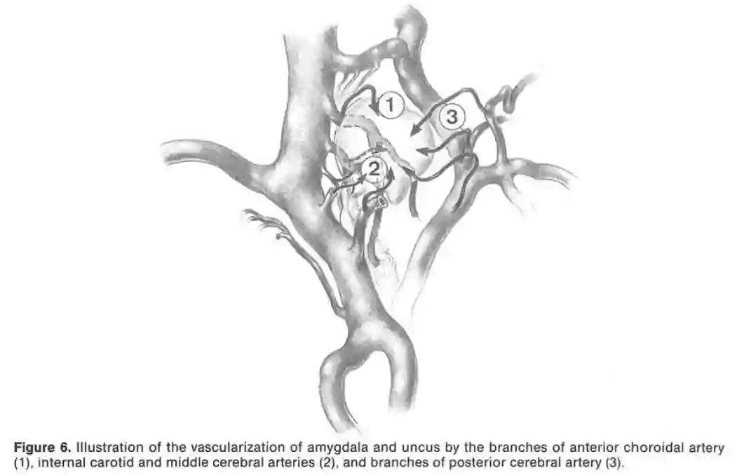 Vaskuläre Versorgung der Amygdala