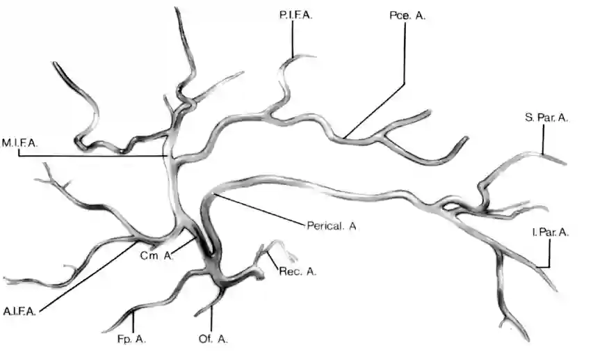 Schematische Abbildung der Arteria cerebri anterior