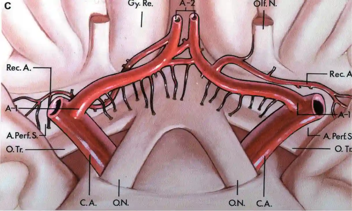 Schematischer Verlauf der Arteria recurrens