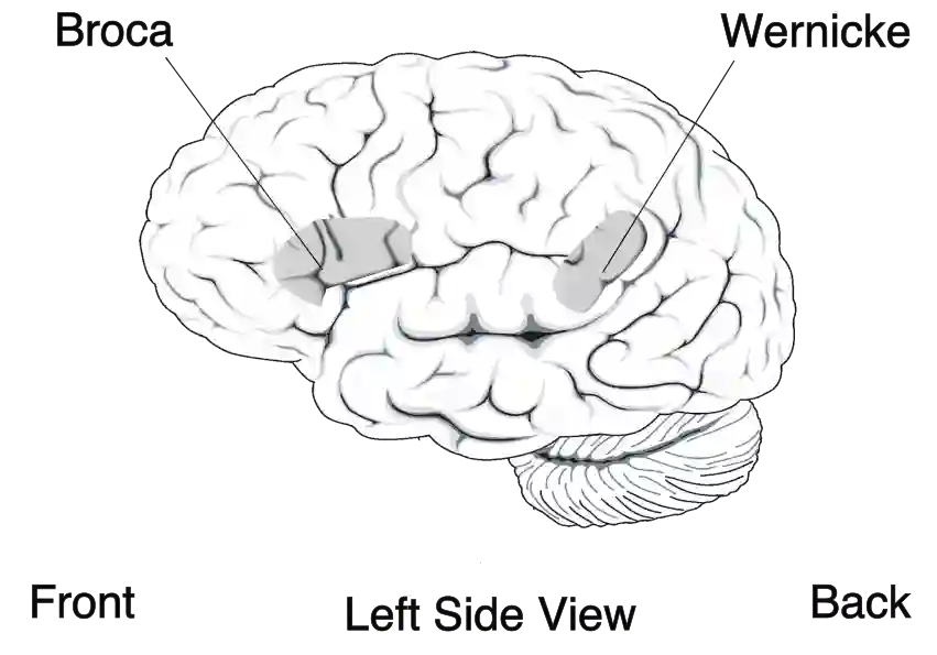 Broca und Wernicke Areal