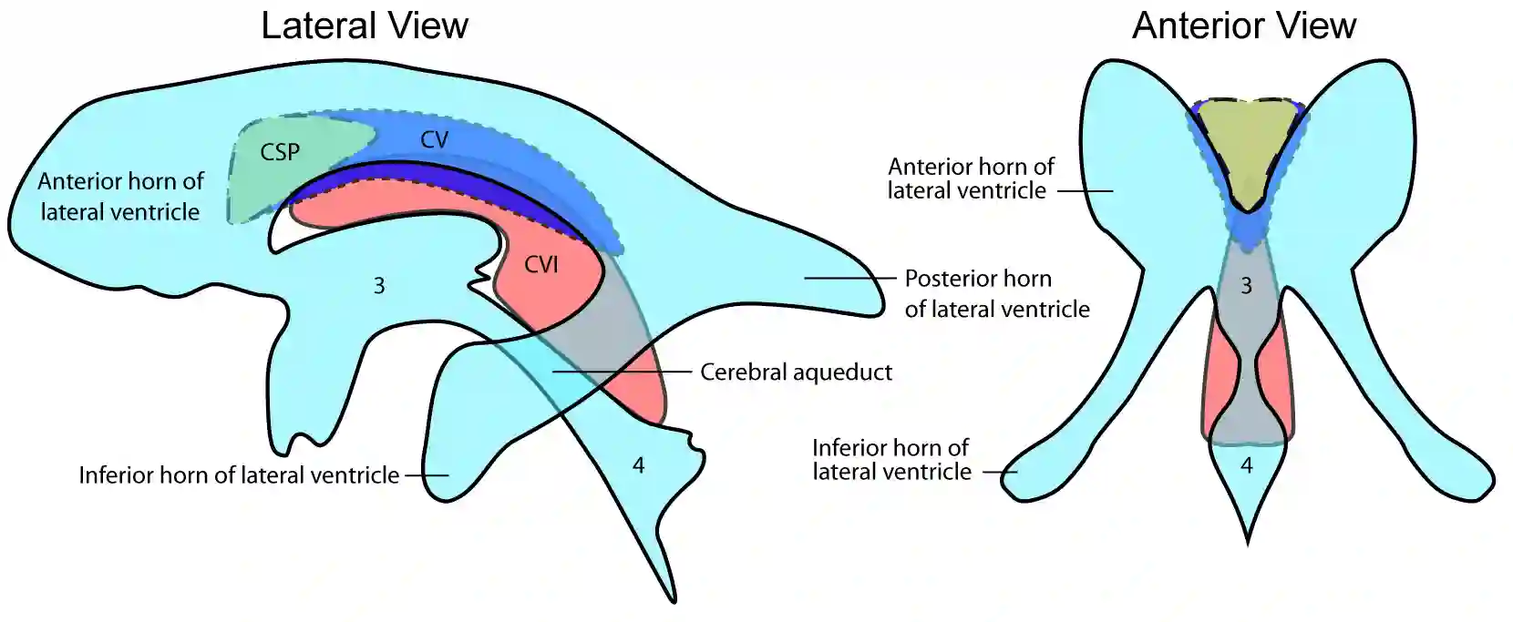 Schematische Abbildung des Cavum septi pellucidi