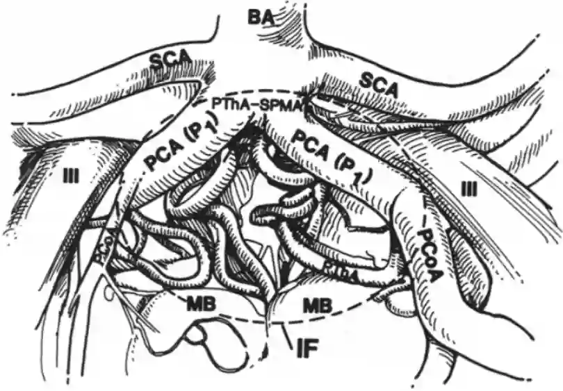 Anatomische Strukturen Fossa interpeduncularis