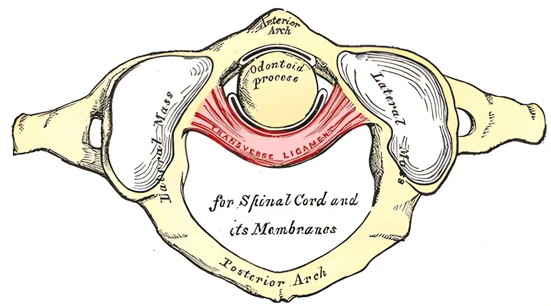 Ligamentum transversum atlantis