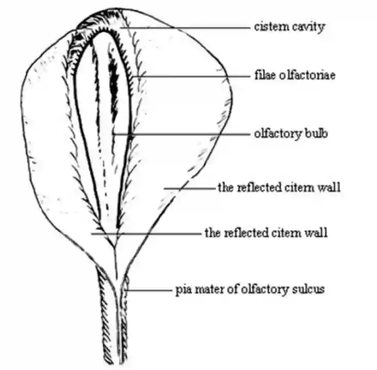 Cisterna olfactoria