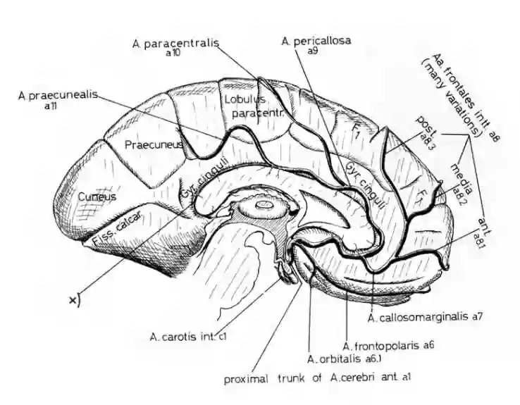 Precuneus und Cuneus schematische Abbildung