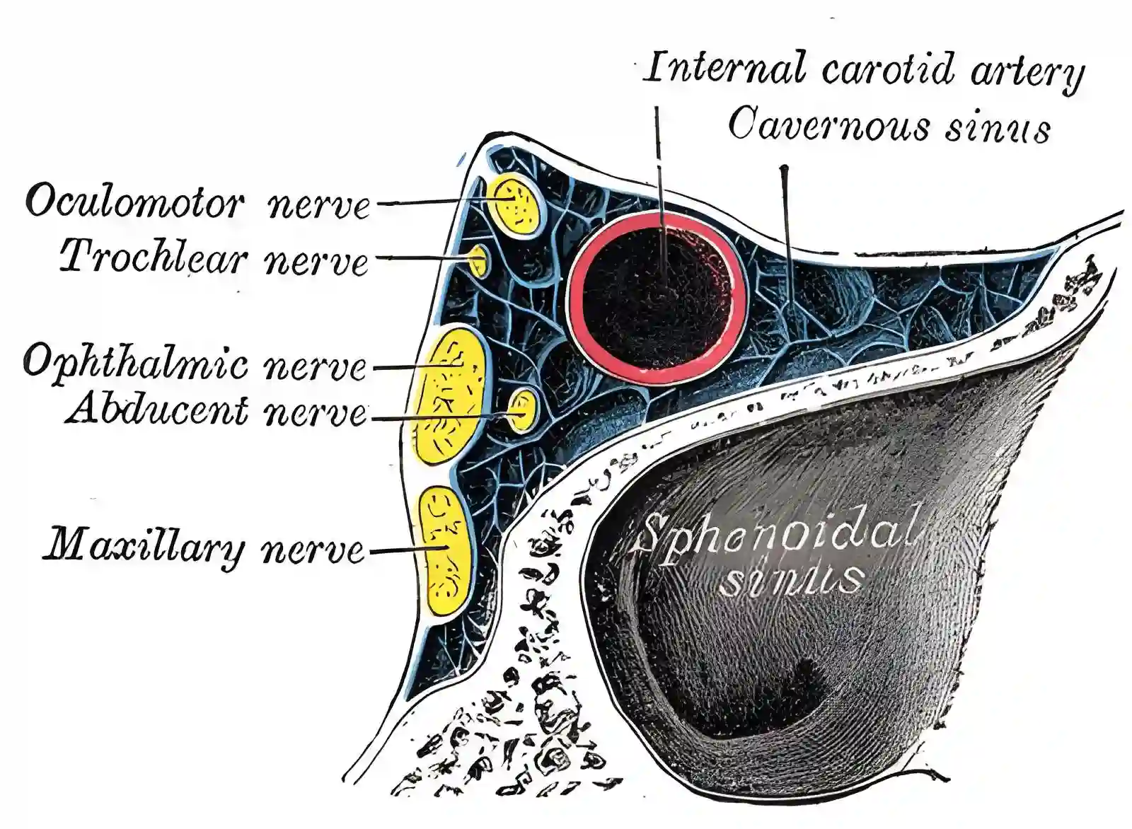 Sinus cavernosus Schematisch