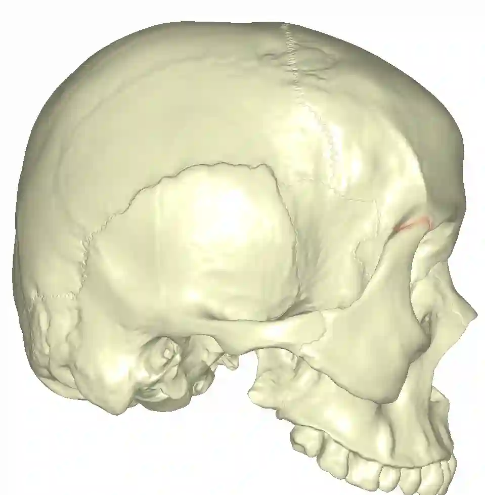 Sutura frontozygomatica