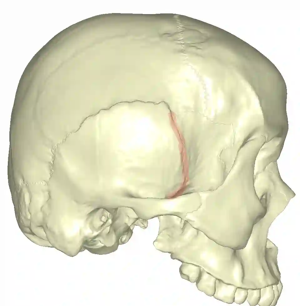 Sutura Sphenosquamosa