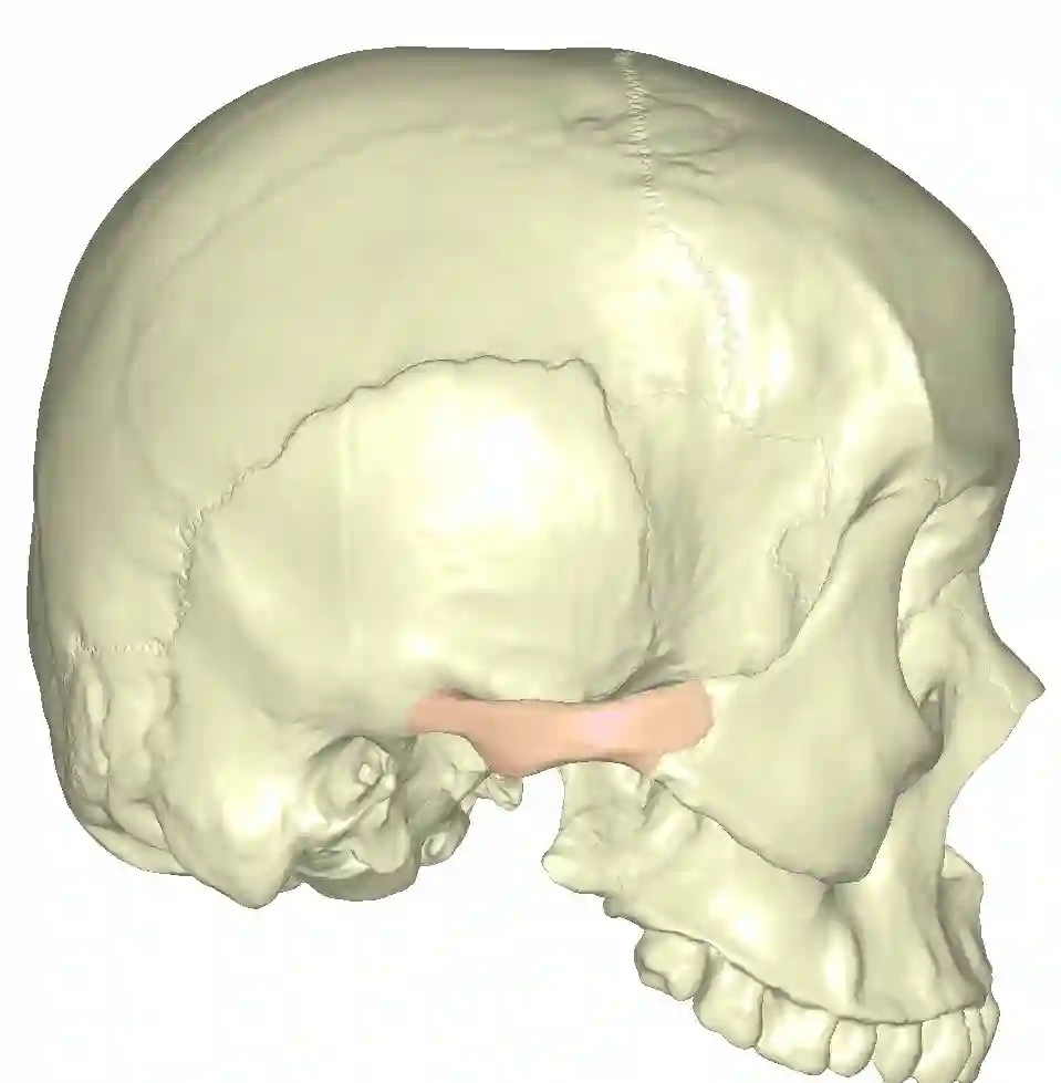 Zygoma