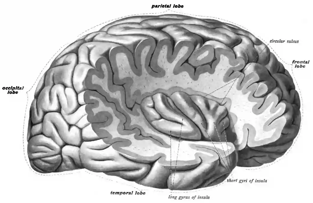 Sulcus circularis insulae