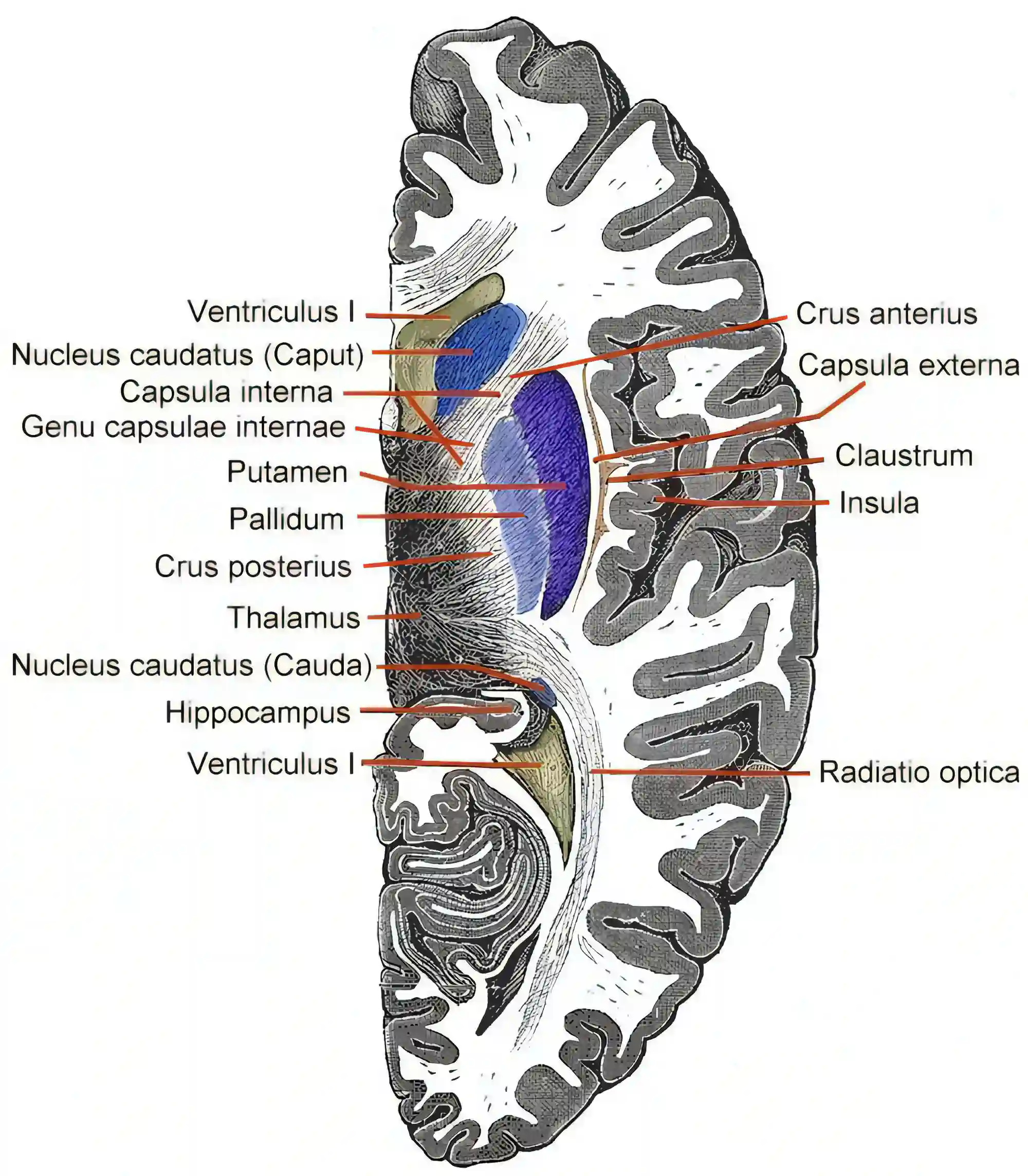 Schematische axiale Darstellung des Telencephalons